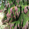 Picea abies 'Rydal' - Gemeine Fichte ; Zapfen-Fichte - Picea abies 'Rydal'