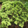 Picea abies 'Medusa' - Eль обыкновенная - Picea abies 'Medusa'