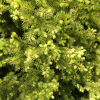 Picea glauca 'Goldilocks' - Ель канадская - Picea glauca 'Goldilocks'