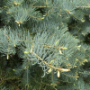 Abies concolor 'Violacea Prostrate' - Пихта одноцветная - Abies concolor 'Violacea Prostrate'