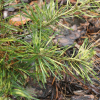 Pinus parviflora 'Himeko-Janome' - Cосна мелкоцветковая - Pinus parviflora 'Himeko-Janome'