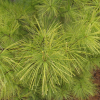 Pinus strobus 'Louie' - sosna wejmutka - Pinus strobus 'Louie'