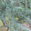 Larix kaempferi 'Blue Rabbit' - modrzew japoński - Larix kaempferi 'Blue Rabbit'