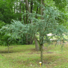 Larix kaempferi 'Blue Rabbit' - Japanese Larch - Larix kaempferi 'Blue Rabbit'