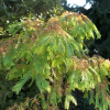 Metasequoia glyptostroboides 'Matthaei Broom' - метасеквойя китайская - Metasequoia glyptostroboides 'Matthaei Broom'