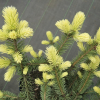 Picea pungens 'Maigold' - Stech-Fichte; Blaufichte - Picea pungens 'Maigold'