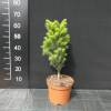 Abies alba 'Pyramidalis' - Säulen-Weißtanne : Pyramiden-Weißtanne - Abies alba 'Pyramidalis'