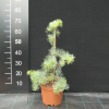 Abies concolor 'Violacea' - Пихта одноцветная - Abies concolor 'Violacea'