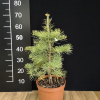 Abies concolor 'Wintergold' - White fir - Abies concolor 'Wintergold'