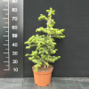 Abies delavayi 'Green Giant' - Пихта Делавея - Abies delavayi 'Green Giant'