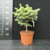 Abies lasiocarpa 'Compacta' - Пихта горная ; Пихтапихта субальпийская - Abies lasiocarpa 'Compacta' ; Abies arizonica 'Compacta'