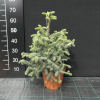 Abies pinsapo 'Glauca' - Пихта испанская - Abies pinsapo 'Glauca'