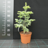 Abies procera 'Glauca' - Blau-Tanne - Abies procera 'Glauca'