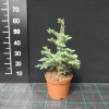 Abies procera 'Schembeck' - Noble fir - Abies procera 'Schembeck'  ;  Abies  nobilis