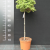 Larix kaempferi 'Blue Dwarf' - Лиственница японская - Larix kaempferi 'Blue Dwarf'