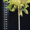 Metasequoia glyptostroboides 'Matthaei Broom' -  Dawn redwood - Metasequoia glyptostroboides 'Matthaei Broom'