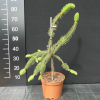 Picea abies 'Cranstonii' - Eль обыкновенная - Picea abies 'Cranstonii'