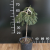 Picea abies 'Formanek' - Eль обыкновенная - Picea abies 'Formanek'