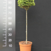 Picea omorika 'Nana' - Ель сербская - Picea omorika 'Nana'