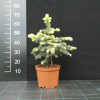 Picea pungens 'Białobok' - Eль колючая - Picea pungens 'Białobok'