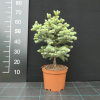 Picea pungens 'Blue Trinket' - świerk kłujący - Picea pungens 'Blue Trinket'