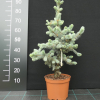 Picea pungens 'Hoopsii' - świerk kłujący - Picea pungens 'Hoopsii'