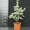 Picea pungens 'Hoopsii' - Stech-Fichte ; Blaufichte - Picea pungens 'Hoopsii'