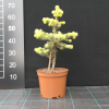 Picea pungens 'Maigold' - świerk kłujący - Picea pungens 'Maigold'