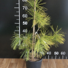 Pinus densiflora 'Aurea' - sosna gęstokwiatowa - Pinus densiflora 'Aurea'