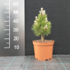 Pinus heldreichii 'Compact Gem' - Schlangenhaut-Kiefer - Pinus heldreichii 'Compact Gem'
