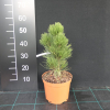 Pinus heldreichii  'Malinki' - Cосна Гельдрейха ;  Cосна белокорая - Pinus heldreichii 'Malinki' ; Pinus leucodermis