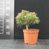 Pinus mugo 'Grüne Welle' - kosodrzewina ; sosna górska - Pinus mugo 'Grüne Welle' ;  Pinus uncinata
