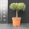 Pinus mugo 'Hollosy' - sosna hakowata ; kosodrzewina - Pinus mugo 'Hollosy'