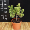 Pinus mugo 'Kokarde' - kosodrzewina - Pinus mugo 'Kokarde'