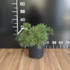 Pinus mugo 'Kransford' - kosodrzewina - Pinus mugo 'Kransford'