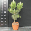 Pinus nigra 'Géant de Suisse' - cосна черная - Pinus nigra 'Géant de Suisse'