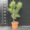 Pinus nigra 'Géant de Suisse' - sosna czarna - Pinus nigra 'Géant de Suisse'