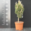 Pinus nigra 'Komet' - Austrian pine - Pinus nigra 'Komet'