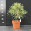 Pinus nigra 'Spielberg' - Cосна черная - Pinus nigra 'Spielberg'