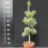 Pinus parviflora 'Blue Giant' - Japanese White Pine - Pinus parviflora 'Blue Giant'