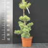 Pinus parviflora 'Hagaromo Seedling' - sosna drobnokwiatowa - Pinus parviflora 'Hagaromo Seedling'