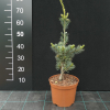Pinus parviflora 'Negishi' - Japanese white pine - Pinus parviflora 'Negishi'