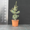 Pinus parviflora 'Schoon's Bonsai' - Japanese White Pine - Pinus parviflora 'Schoon's Bonsai'