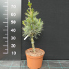 Pinus pumila 'Säntis' -  Dwarf Siberian pine ;  Japanese stone pine - Pinus pumila 'Säntis'