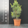 Pinus peuce  - sosna rumelijska - Pinus peuce