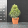 Pinus sylvestris 'Globosa Viridis' - Scots pine - Pinus sylvestris 'Globosa Viridis'