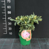 Děvín PBR - różanecznik wielkokwiatowy - Rhododendron hybridum 'Děvín' PBR