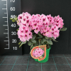 Děvín PBR - różanecznik wielkokwiatowy - Rhododendron hybridum 'Děvín' PBR