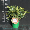 Ještěd PBR - różanecznik wielkokwiatowy - Rhododendron hybridum 'Ještěd' PBR