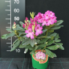 Ještěd PBR - różanecznik wielkokwiatowy - Rhododendron hybridum 'Ještěd' PBR